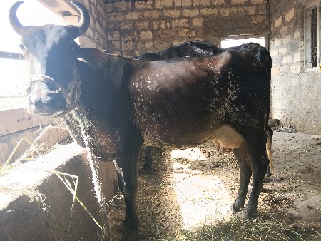 એચ એફ ક્રોસ ગાય વેચવાની છે
