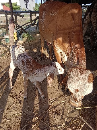 ગાય વેચવાની છે