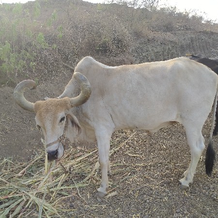 બળદ વેચવાના છે