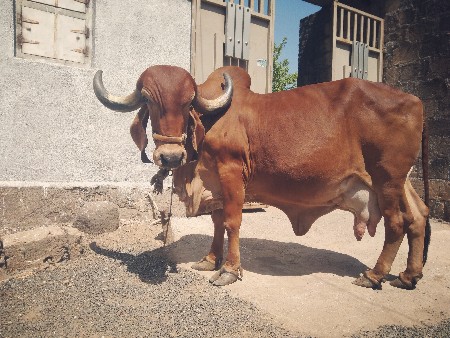 ગીર ગાય વેચવાની છે