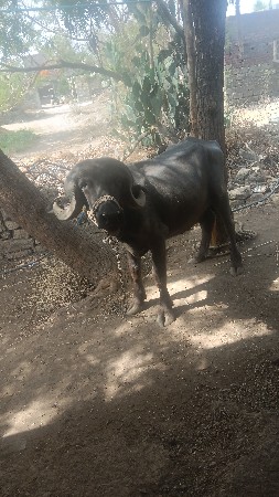 લાખા સર