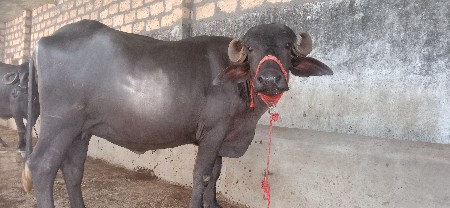 આ પેલ વેંતરી ખડેલી વેચવાની છે
