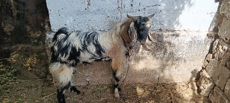 વેચવાના છે