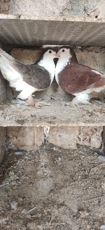 કીમતમાફેરફાઠયજાશે