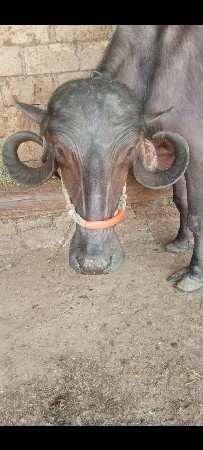 આ ભેંસ વેચવાની છે