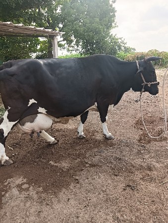 વેચવાની સે