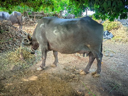 3 વેતર