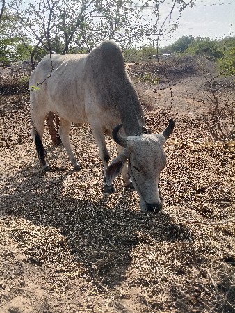 આબરધવેચવાનોછે