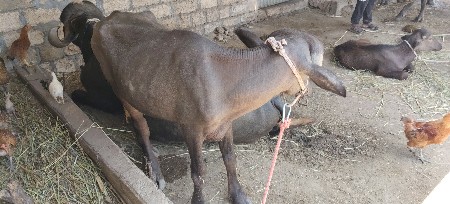 વેચવાની