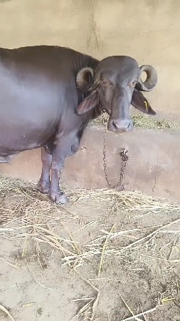 ભેંસ વેચવાની છે