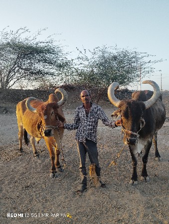 બળદ વેચવાના છે