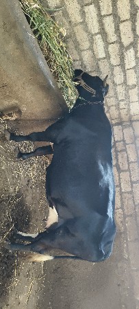ગાય વેચવાની છે
