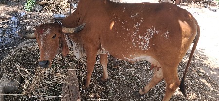 ગાય વેચવાની છે