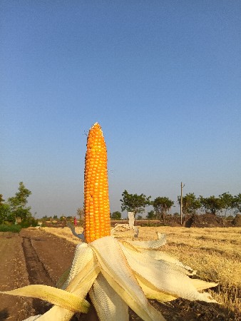 મકાય બિયારણ માટે