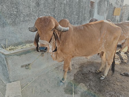 ગીર