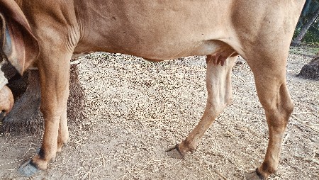 ગાય