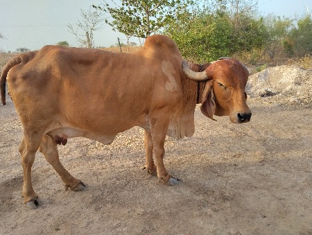 વેચવાની