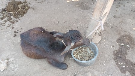 પાડો વેચવાનો છે