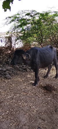 પાડો‌ વેચવા નો છે