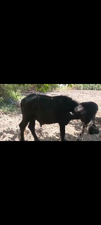 પાડા વેચવાના છે