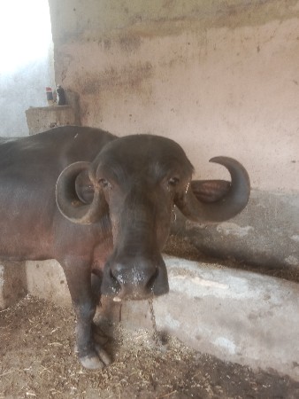 ભેંસ વેચવાની છે