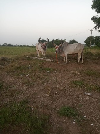 4ધર ના🤍🤍🤍