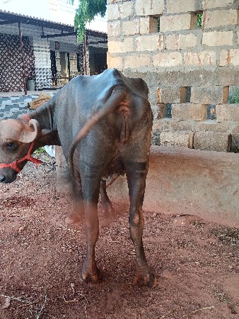 ખળેલી વેચવાની છે