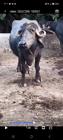 ભેસ