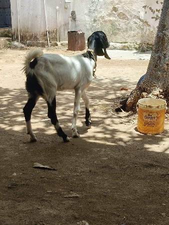 બકરી 🐐 બચ્ચી ત્રણ મહિના નિ છે