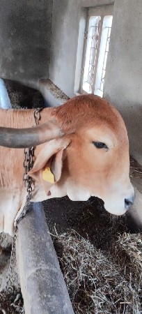 ગાય વેચવાની છે