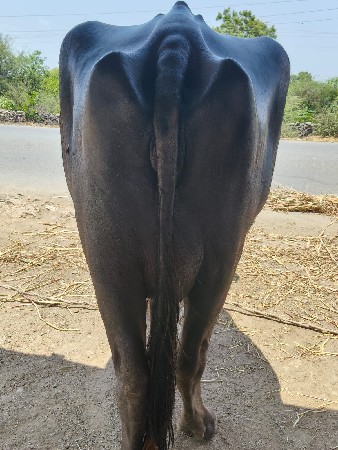 એક ફેસ વેચવાની છે 7 લીટર દૂધ