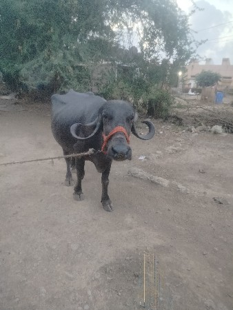 ભેંસ વેચવાની છે