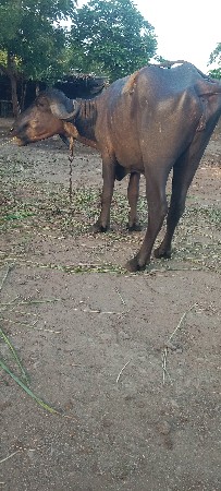 ખડેલી વેચવાની છે