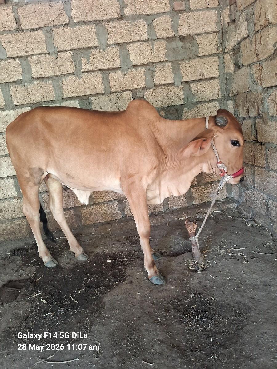 બે વાચરડી આપવાની છે