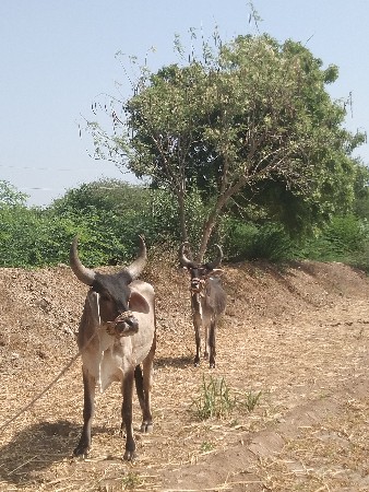 ચાલુ થાય એવડા છે ફુલ જવાબદારી