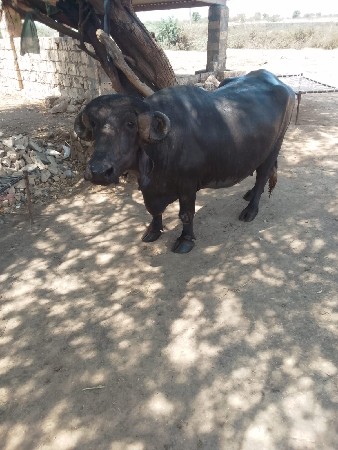 ભેંસ વેચવાની છે