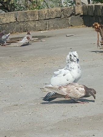 nar vechvano che