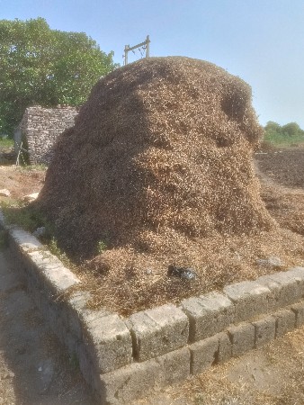 માંડવી નો પાલો વેચવાનો છે