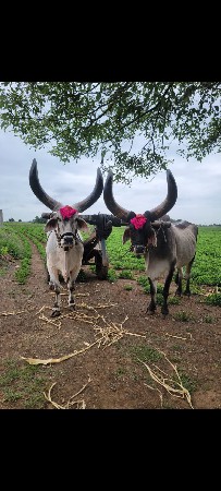 બળદ વેશવા ના સે