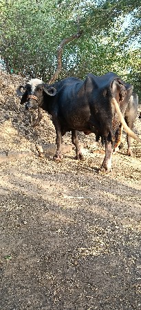ભેંશ વેસવાની છે