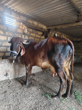 ગીર ગાય વેચવાની છે