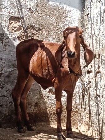 ગીર વાછડી વેચવાની છે