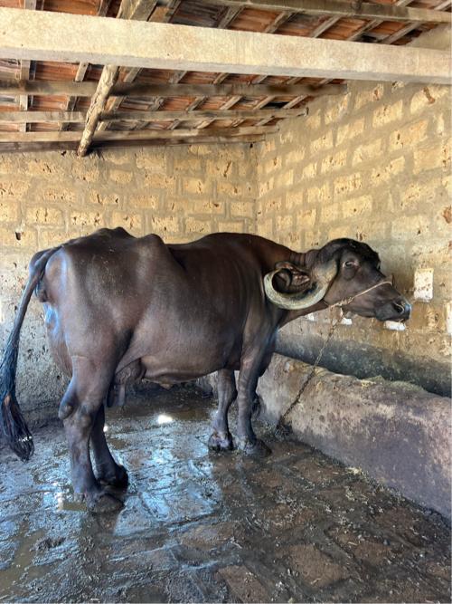 ઓરિજનલ જાફરાબાદી ભેસ વેચવા ની છે