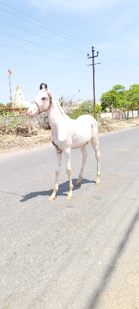 બંને સંજાબ વછેરા વેચવાના છે