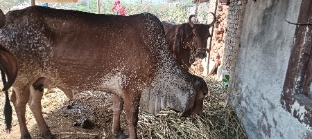 લીલડી ઓડકી સાટા કરવા