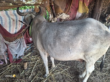 ગાય વેચવાની છે