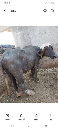 બાબુભાઈ કોટડીયા