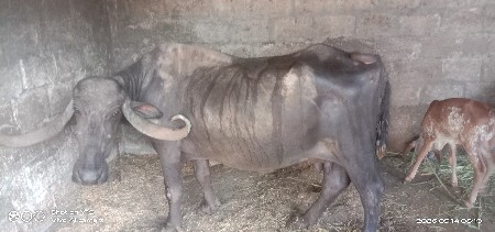 ભેંશ વેચવાની છે