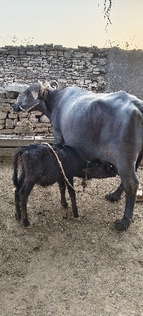 ભેંસ વેચવાની છે