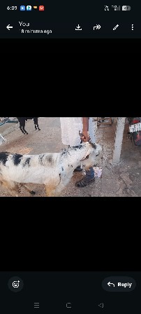 એક બકરો વેચવાનો છે